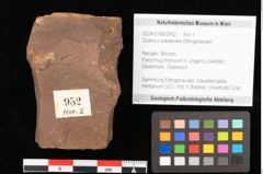 Foto (Objekt + Etikett) von Quercus palaeoilex Ettingshausen (NHMW-GEO-2024-0188-0952)